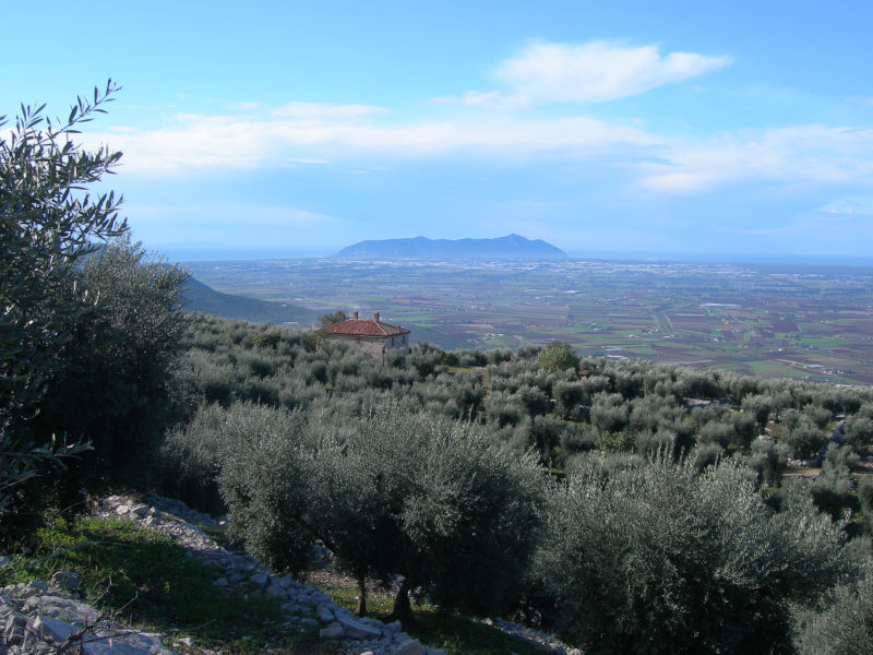 Vista sugli oliveti nel Lazio