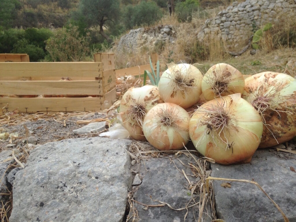 Cipolla di Giarratana e terreni Calaforno